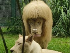 Mane attraction: Chinese zoo denies giving lion a haircut with a fringe