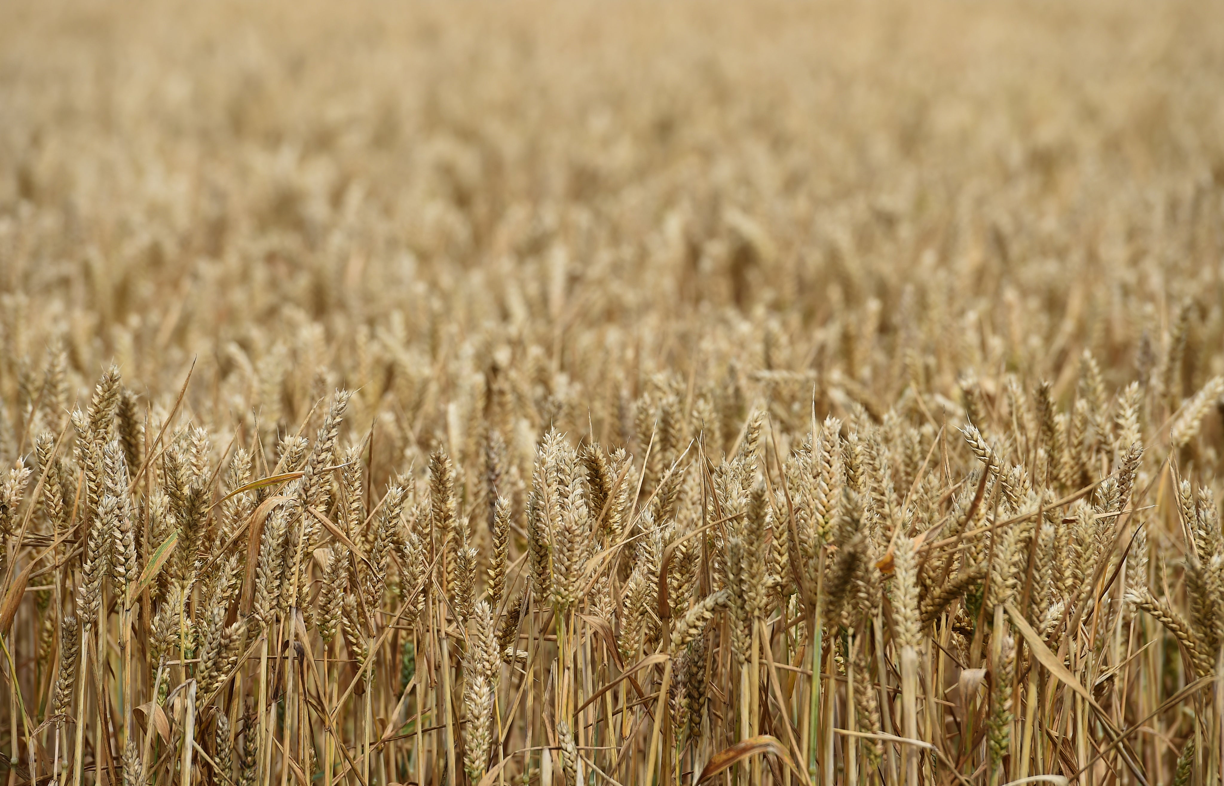 Ukrainian grain has been stuck in port since the Russian invasion (Joe Giddens/PA)