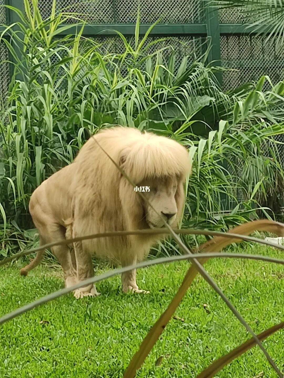 Images of the lion’s mullet-style fringe went viral on social media after a user shared them on Sunday