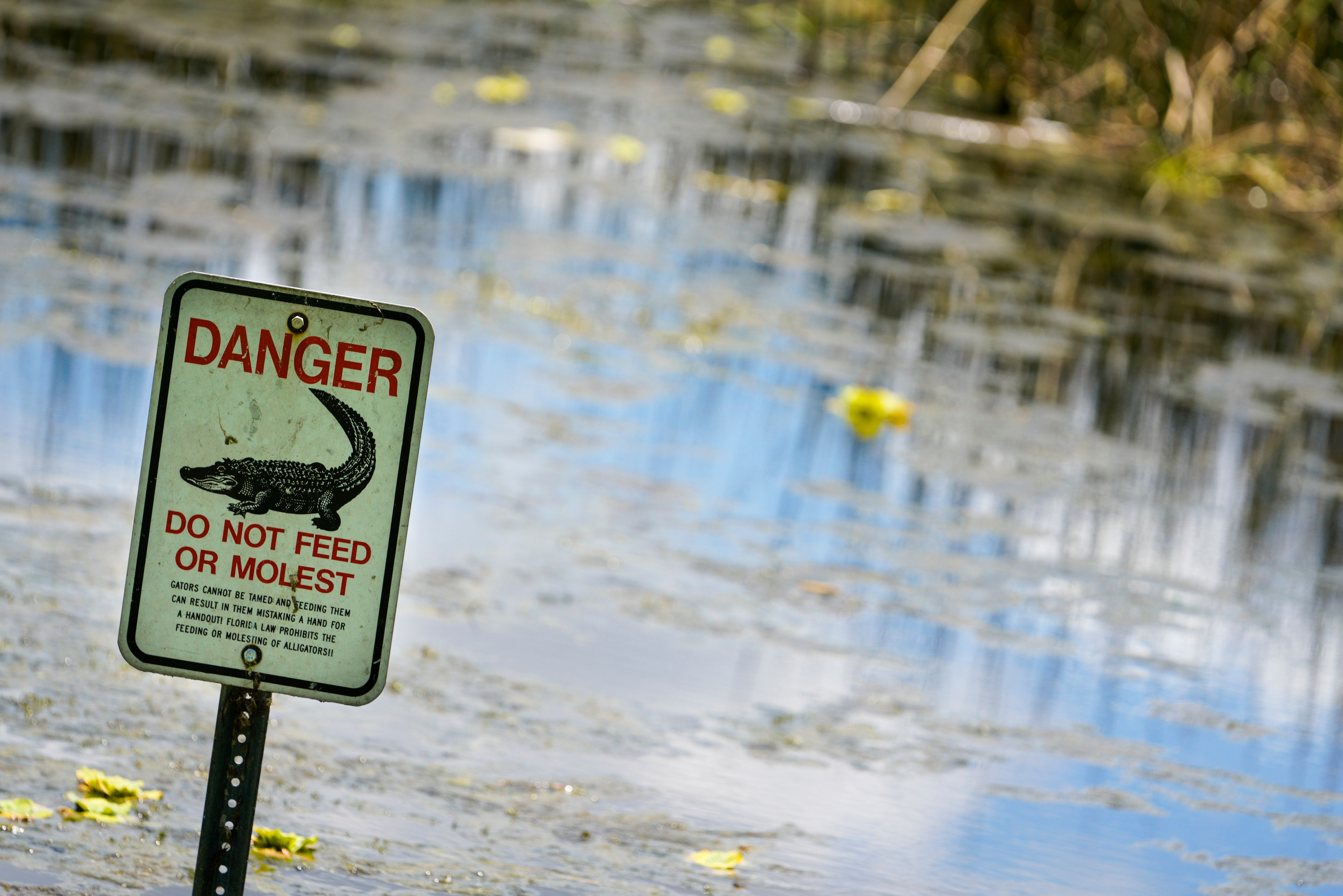 An alligator warning sign is posted in waters near the scene where a man was found dead after going into the lake to retrieve lost disc golf discs at John S. Taylor Park, Tuesday, May 31, 2022 in Largo, Fla