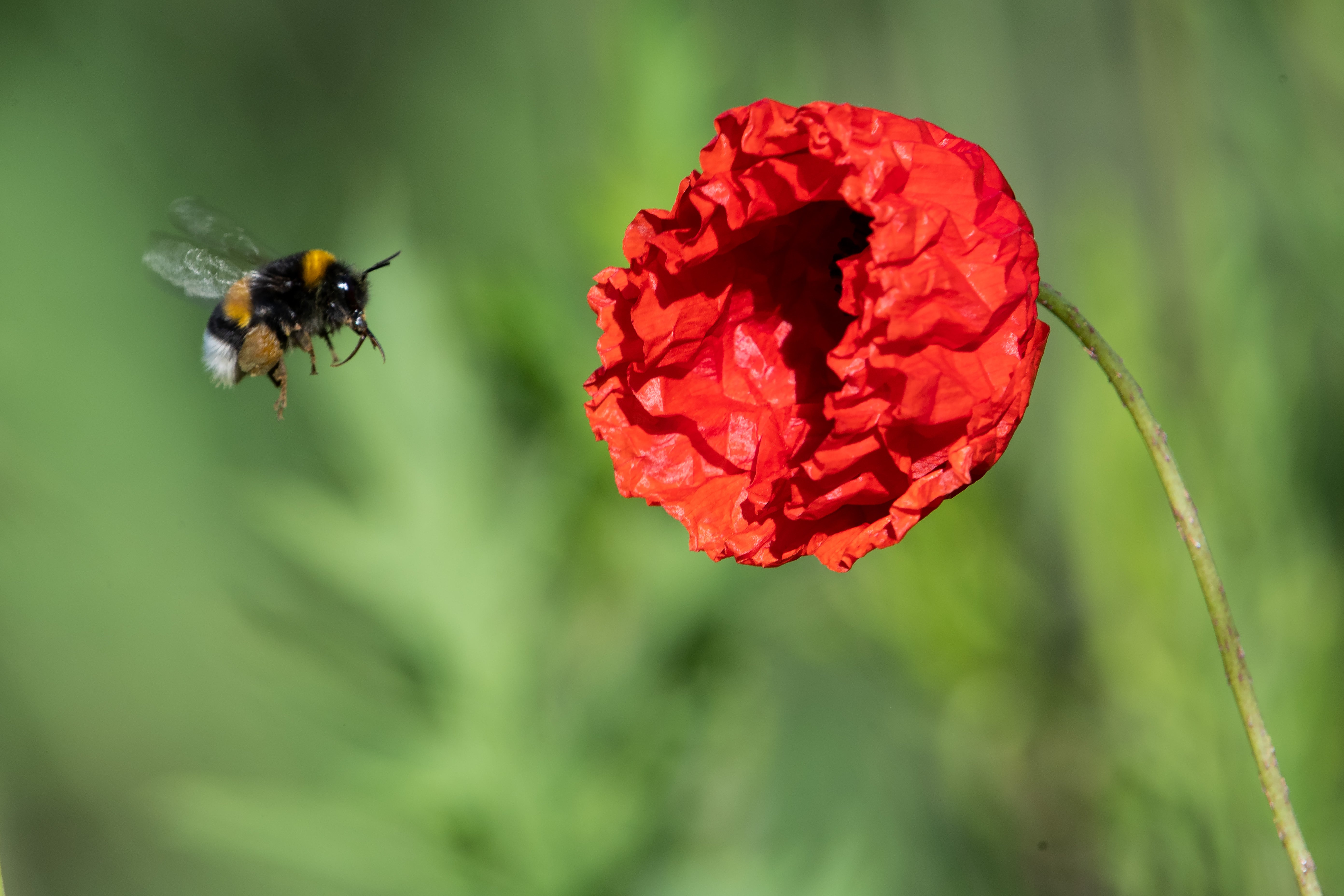 Bees are a crucial part of biodiversity