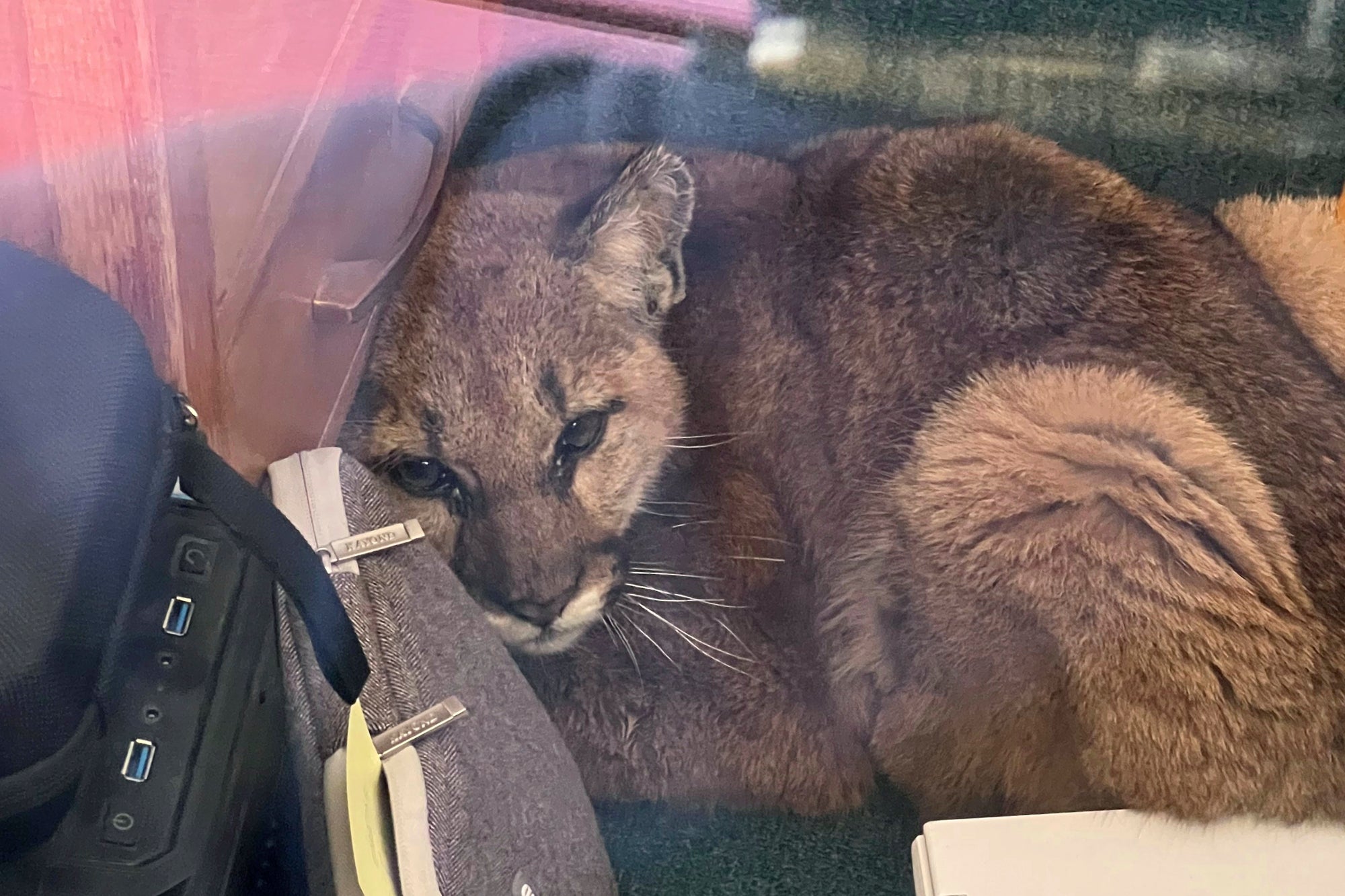 Mountain Lion Classroom