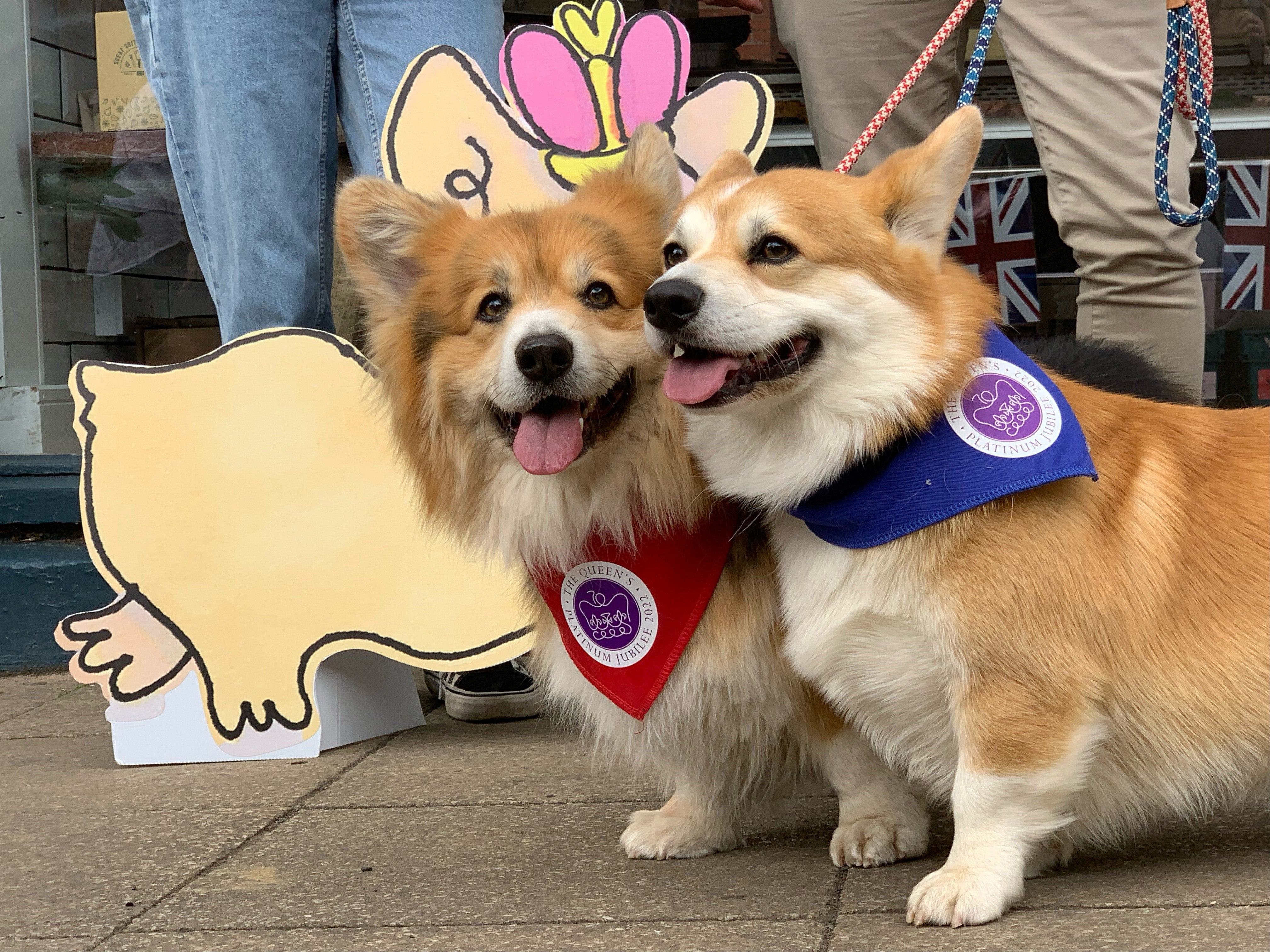 Monika Katona’s corgis Dobi (in red) and Lemmy (in blue) attending the Platinum Jubilee celebrations in Warwick (Richard Vernalls/PA)