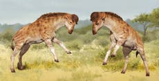 New giraffe ancestor discovered with penchant for ‘head-bashing combat’