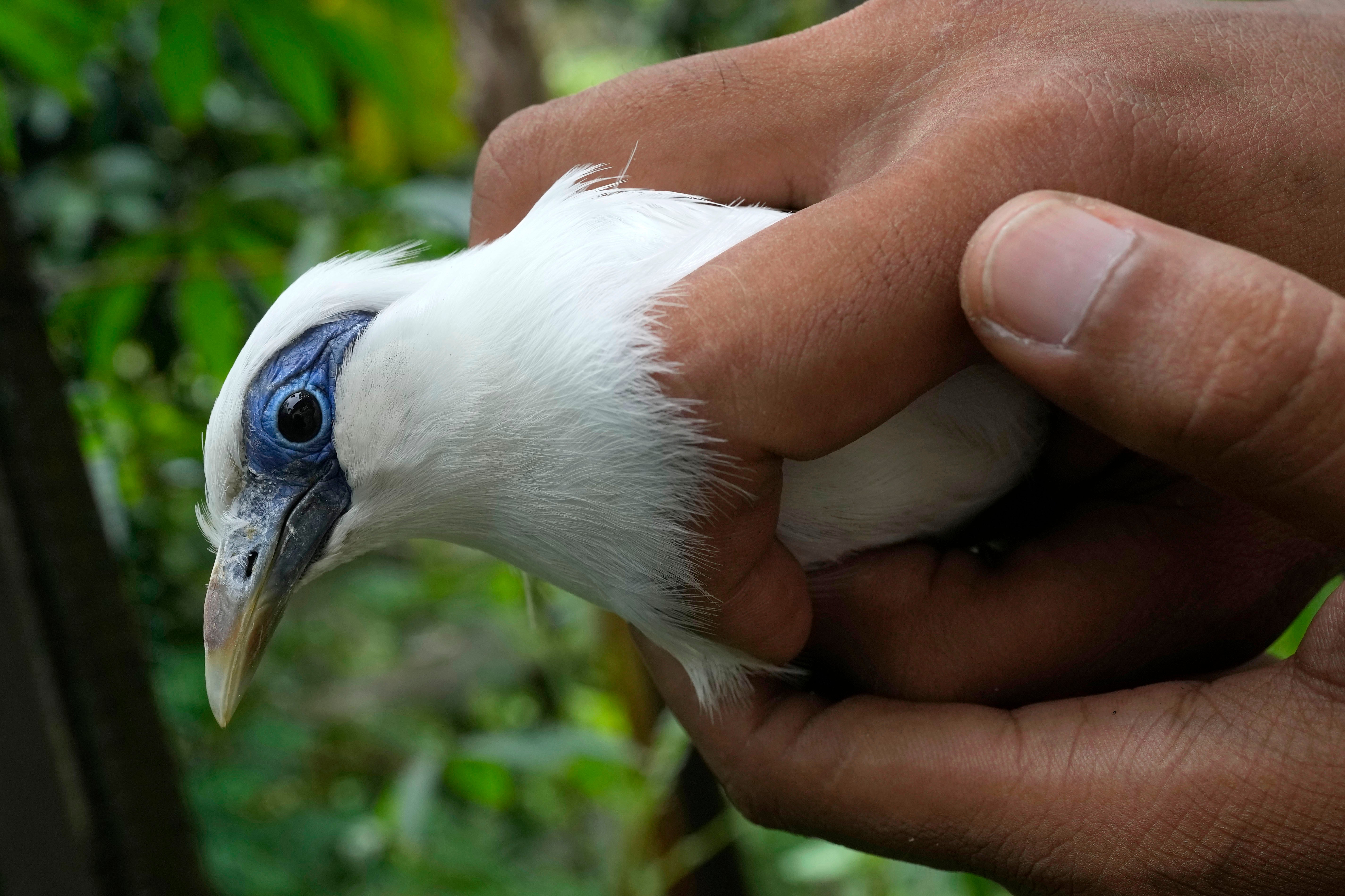 Indonesia Conservation Bali Mynah