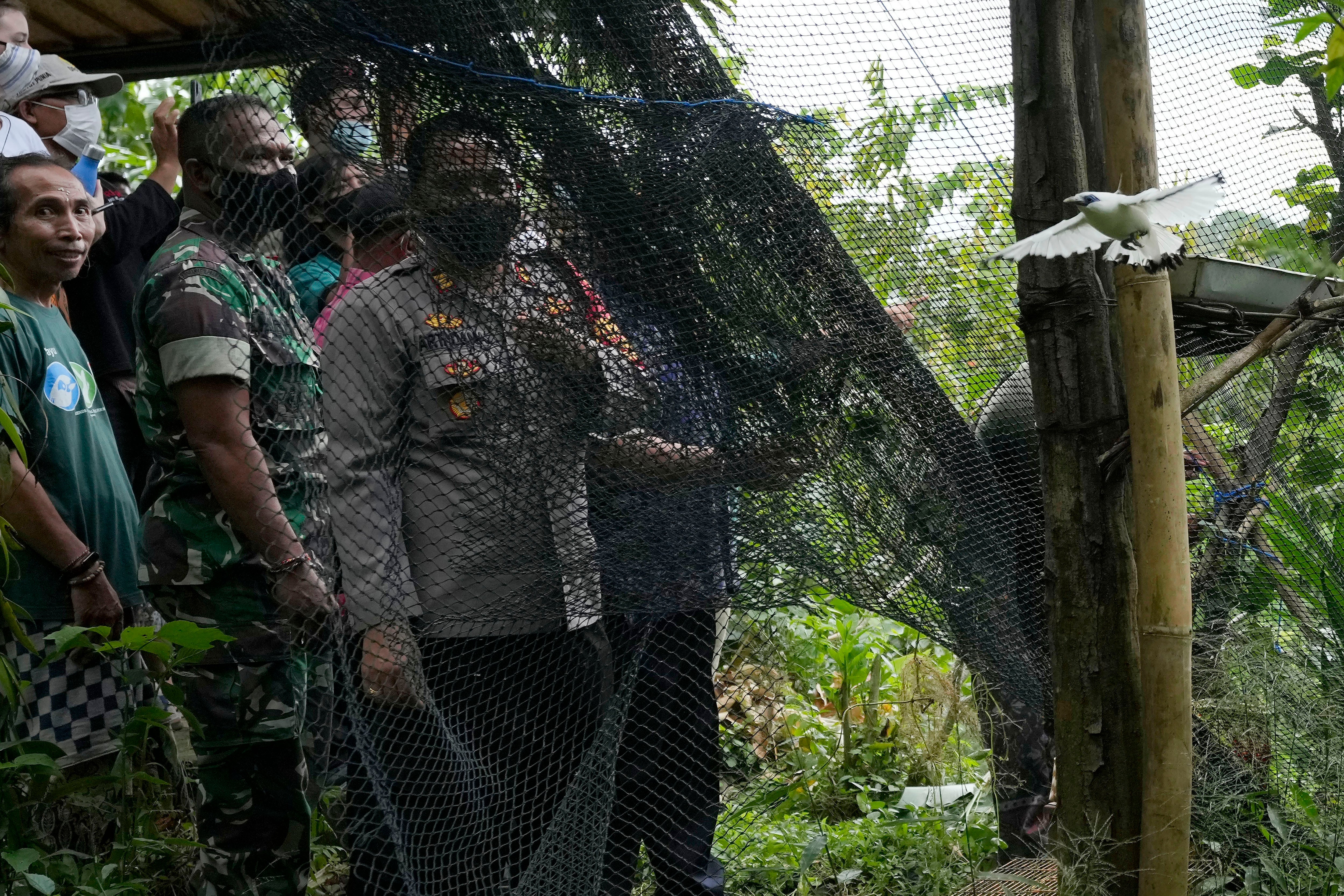 Indonesia Conservation Bali Mynah