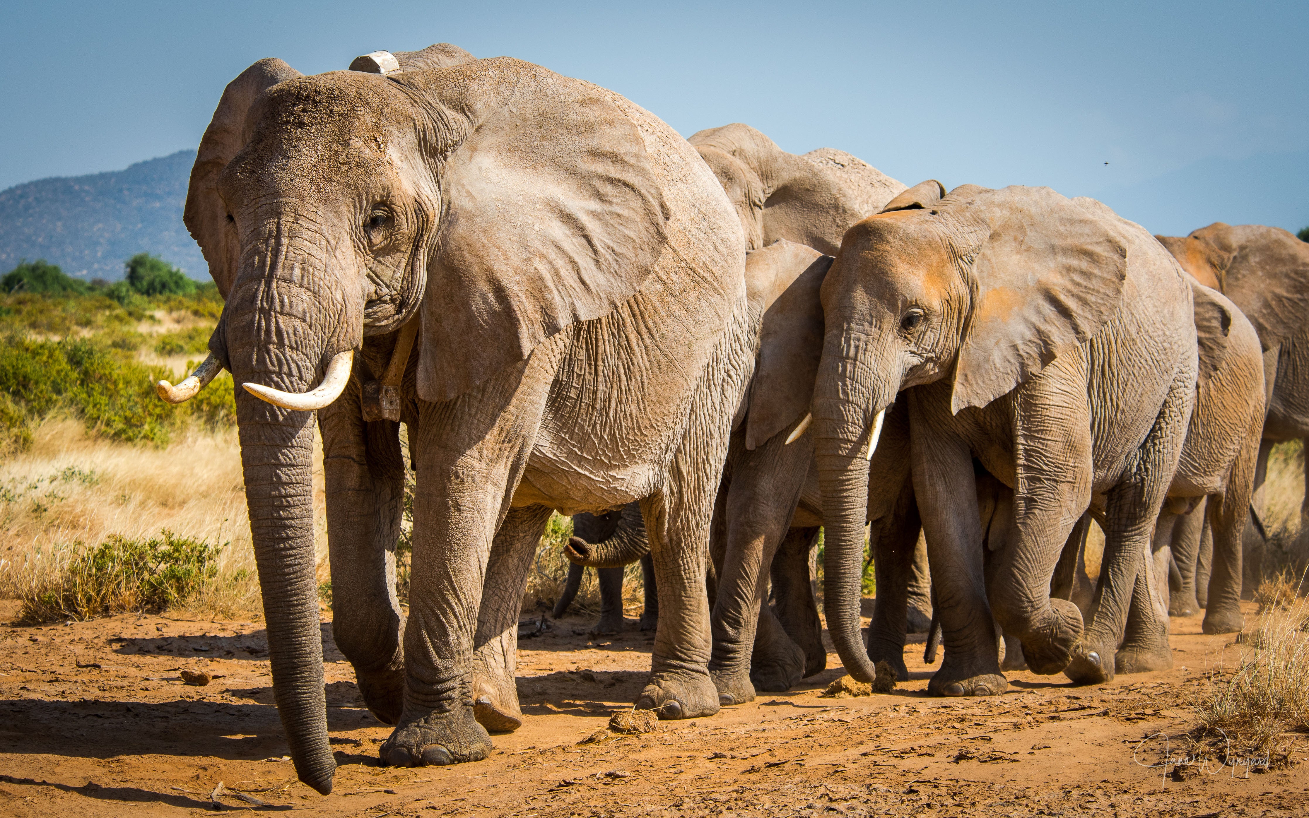 Undated handout photo issued by the International Union for the Conservation of Nature (IUCN) of African savanna elephants.