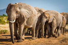 UK ban on trade of ivory takes effect in ‘conservation victory’ for elephants