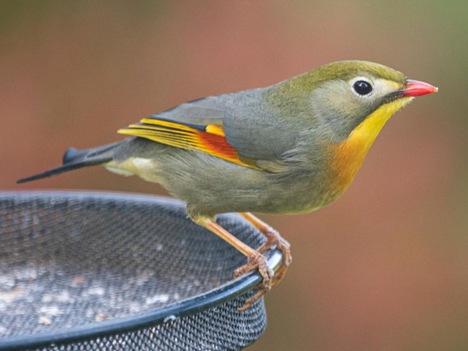 An adult red-billed leiothrix at a garden bird-feeder in Horningsham, Wiltshire