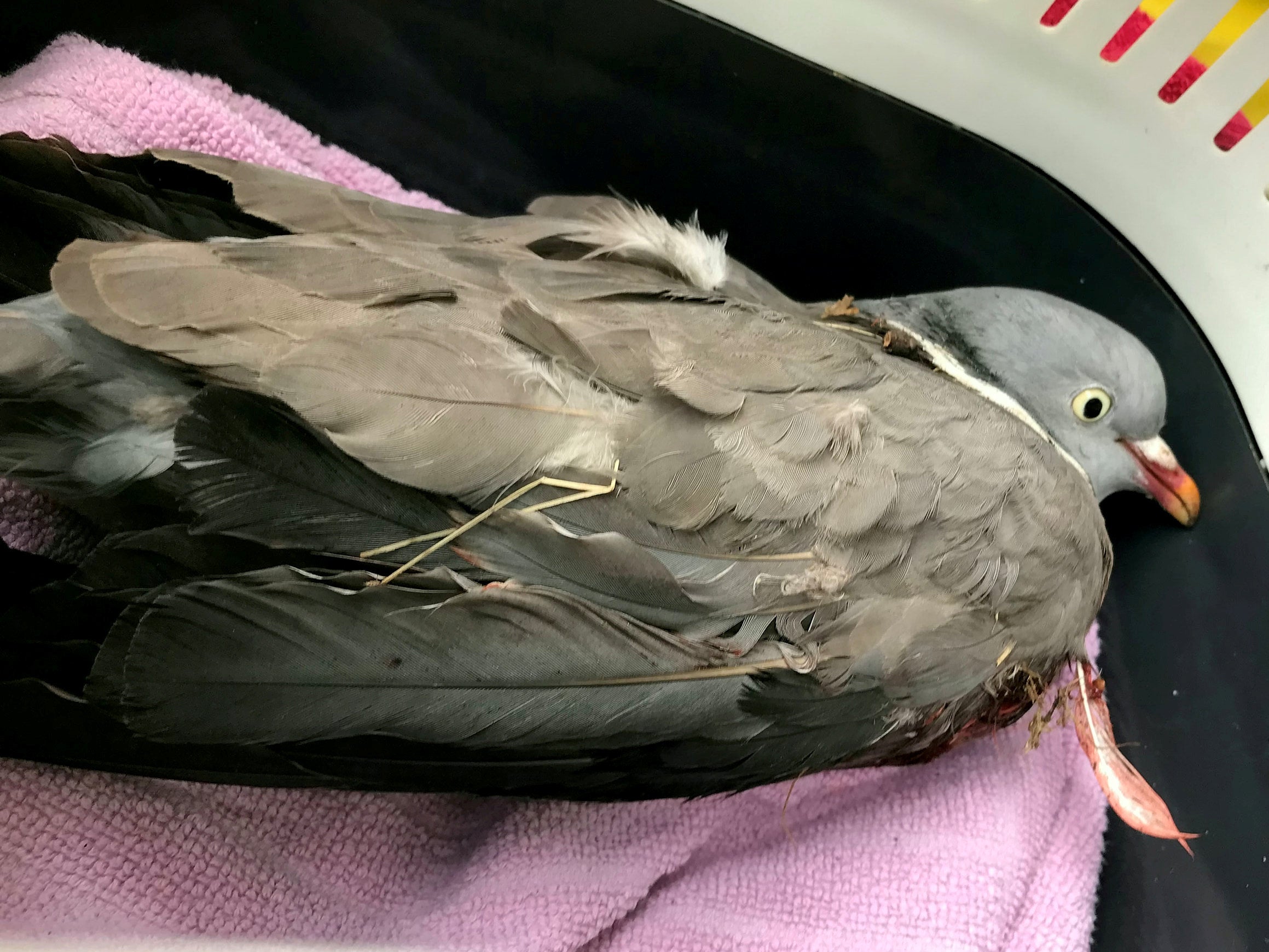 The bird was later euthanised because it could not be saved