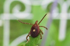 Tick that makes you allergic to meat is spreading across US