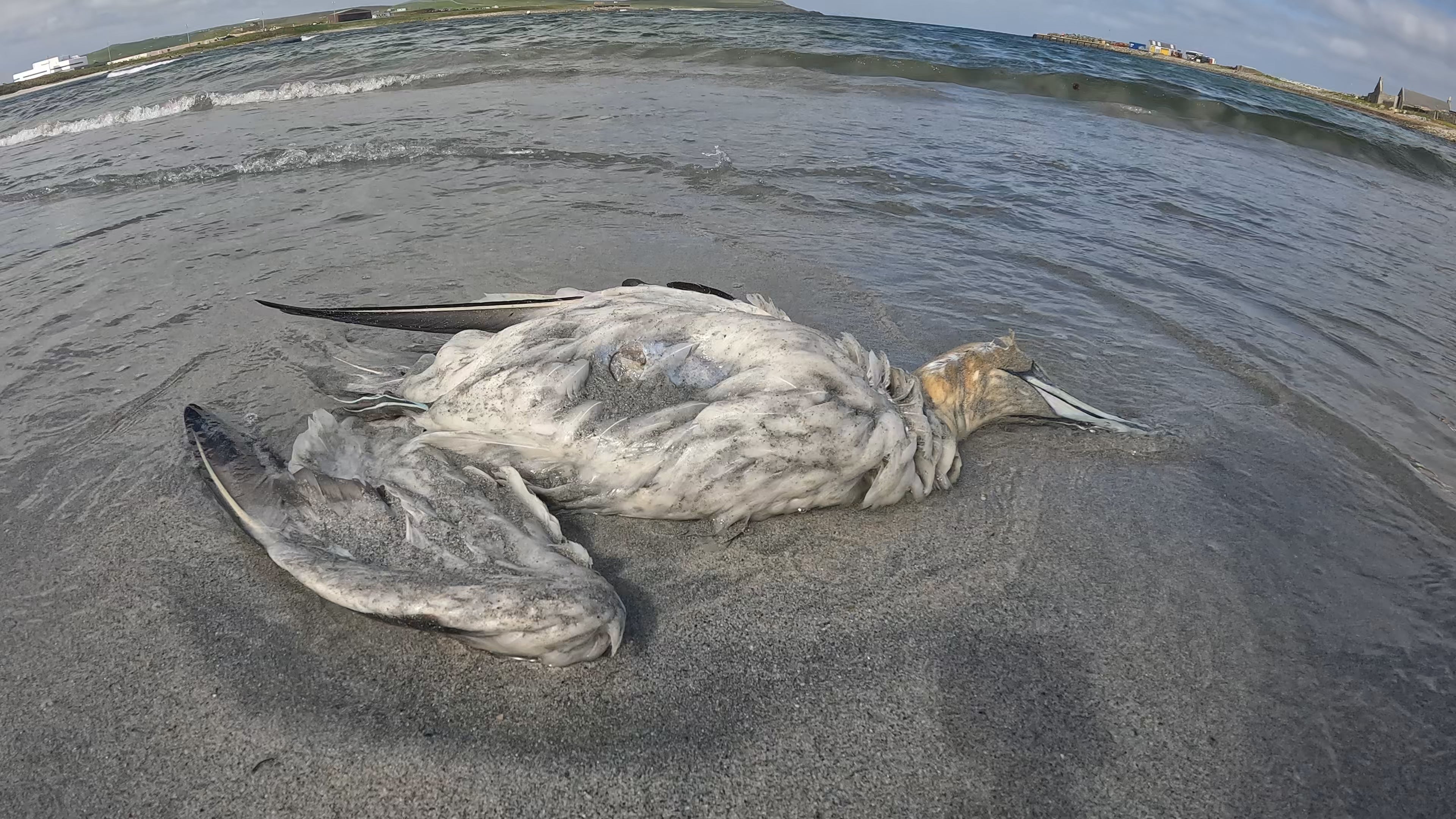 The total number of seabirds that have died so far is hard to quantify, and increasing daily, the RSPB said (RSPB/PA)