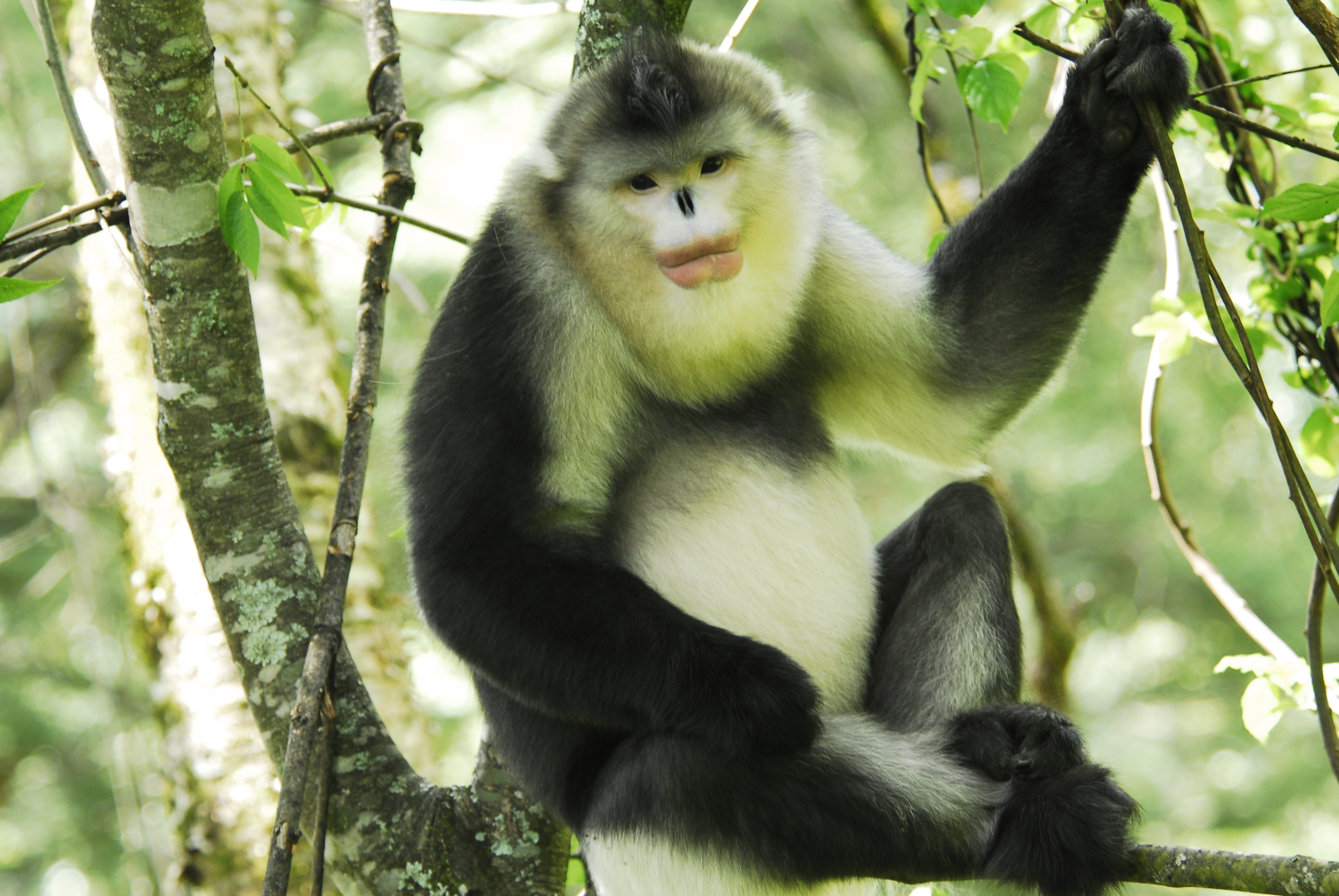 The Yunnan snub-nosed monkey, recognised by its pink, pouting lips and “punk hairstyle”, is considered to be the elf of the snow mountains