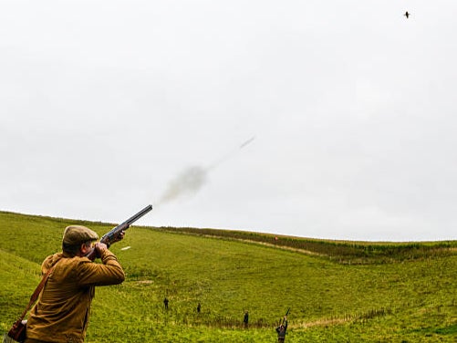 Pheasants have been found to contain high levels of lead