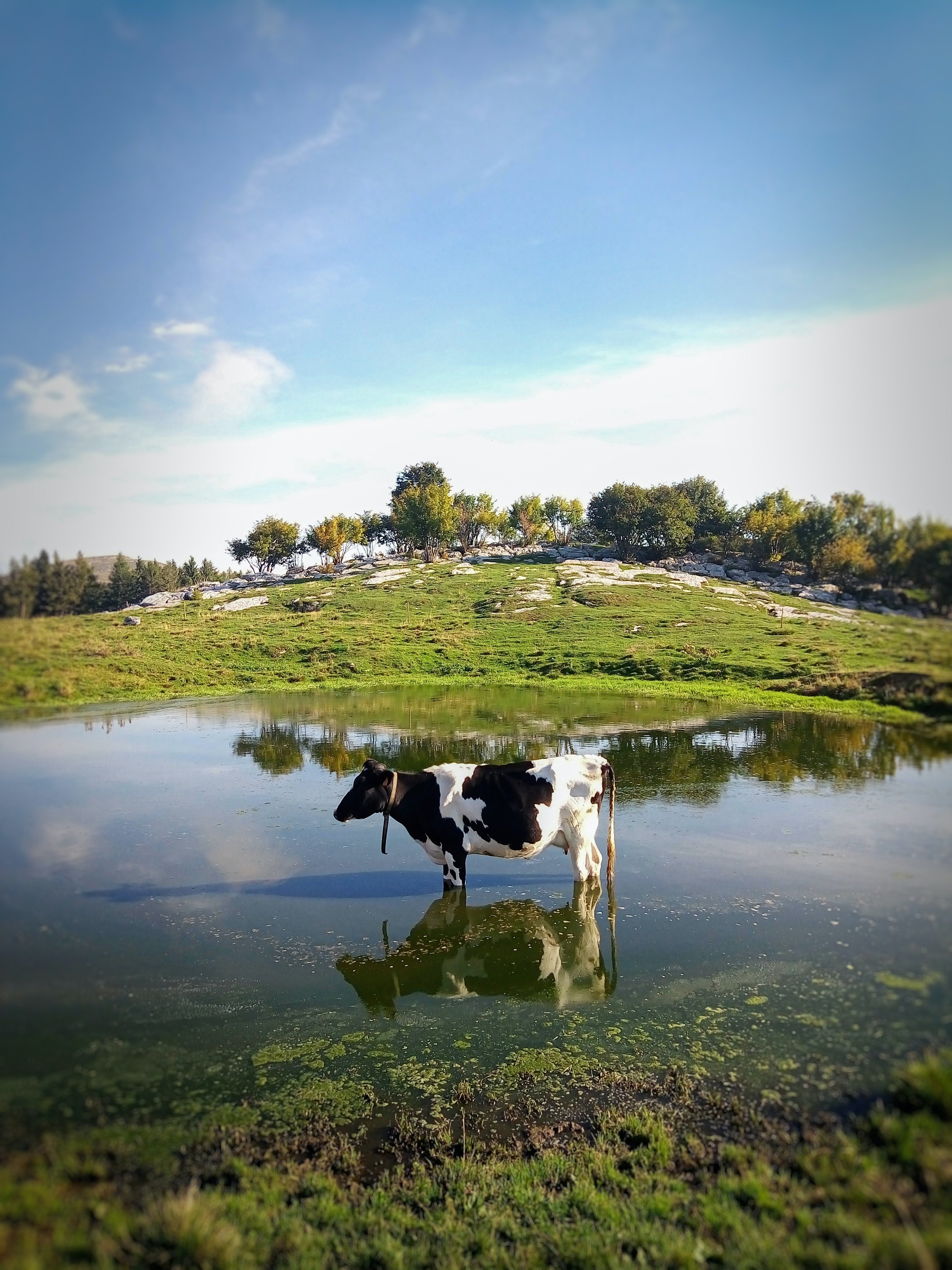 Phosphorus pollution in lakes, rivers, and coasts accelerates the growth of algal blooms which produce toxins that are harmful to animals and humans who come into contact with or consume contaminated water (Marco Ceschi/Unsplash/PA)