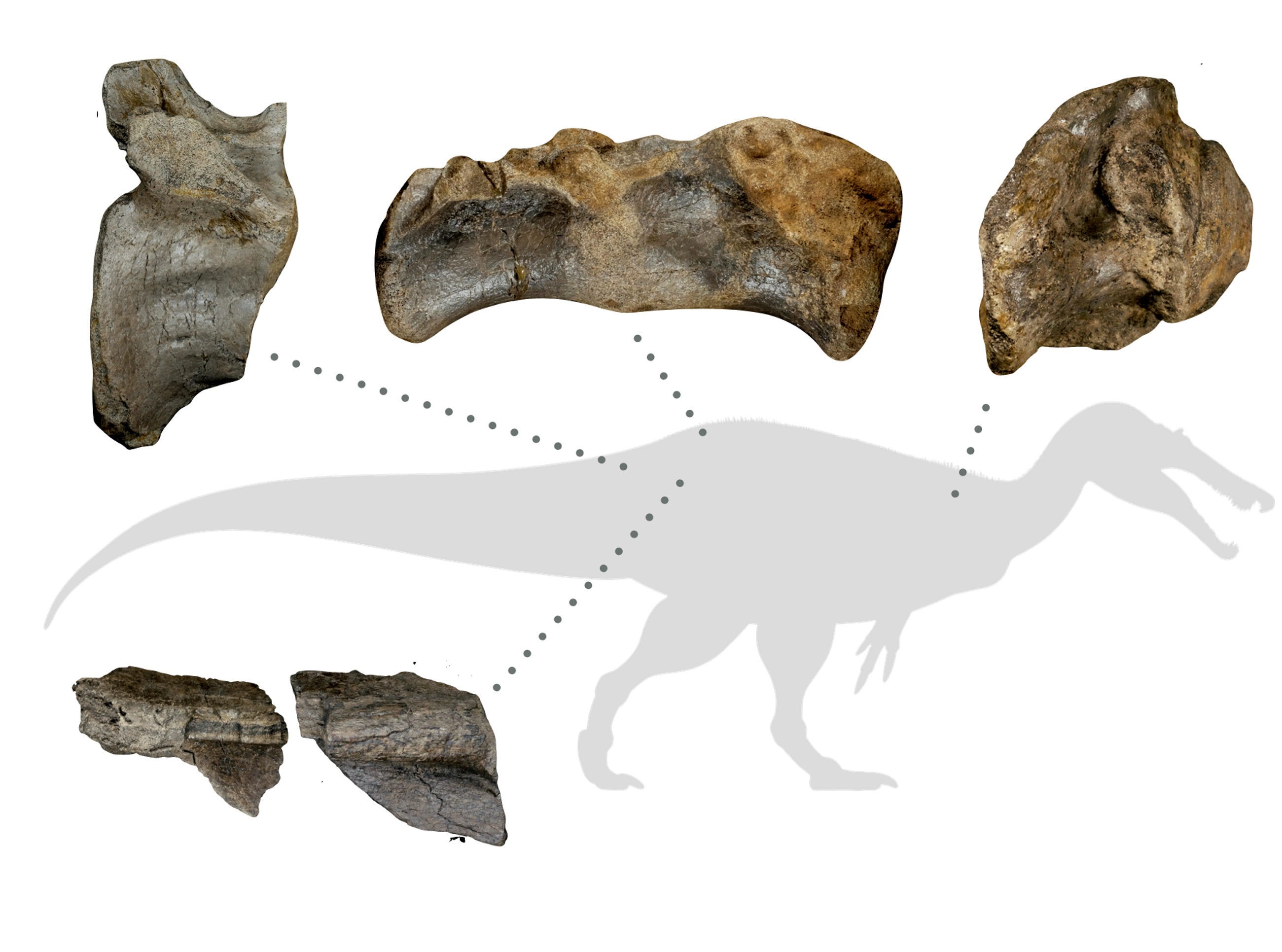 Pelvic bones gave clues about the beast’s size