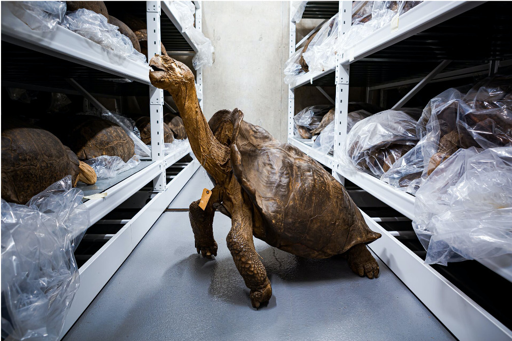 A specimen collected in 1906 helped scientists to determine the species of the tortoise found on Fernandina Island