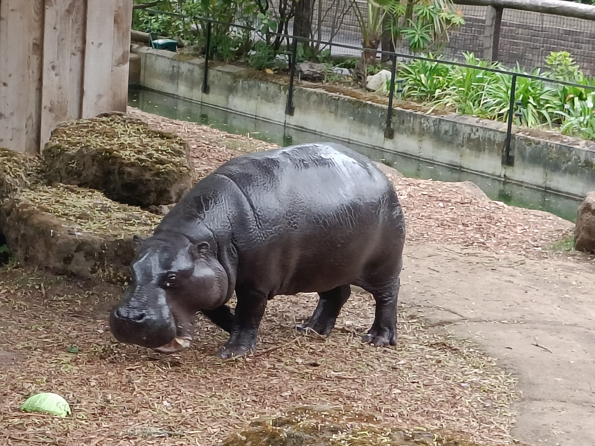 Pygmy hippo or artist?