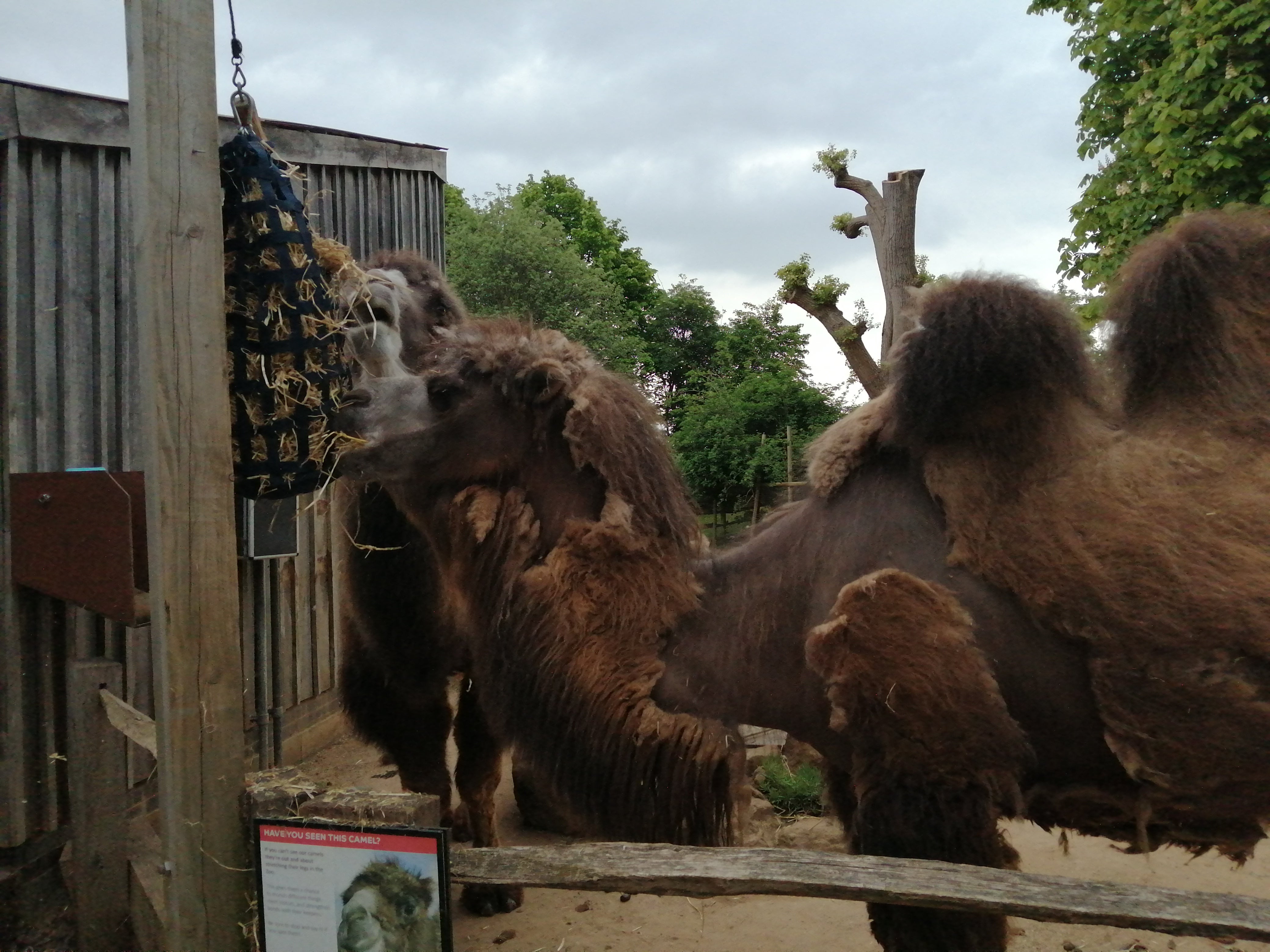 Camels lose their coats in warmer months