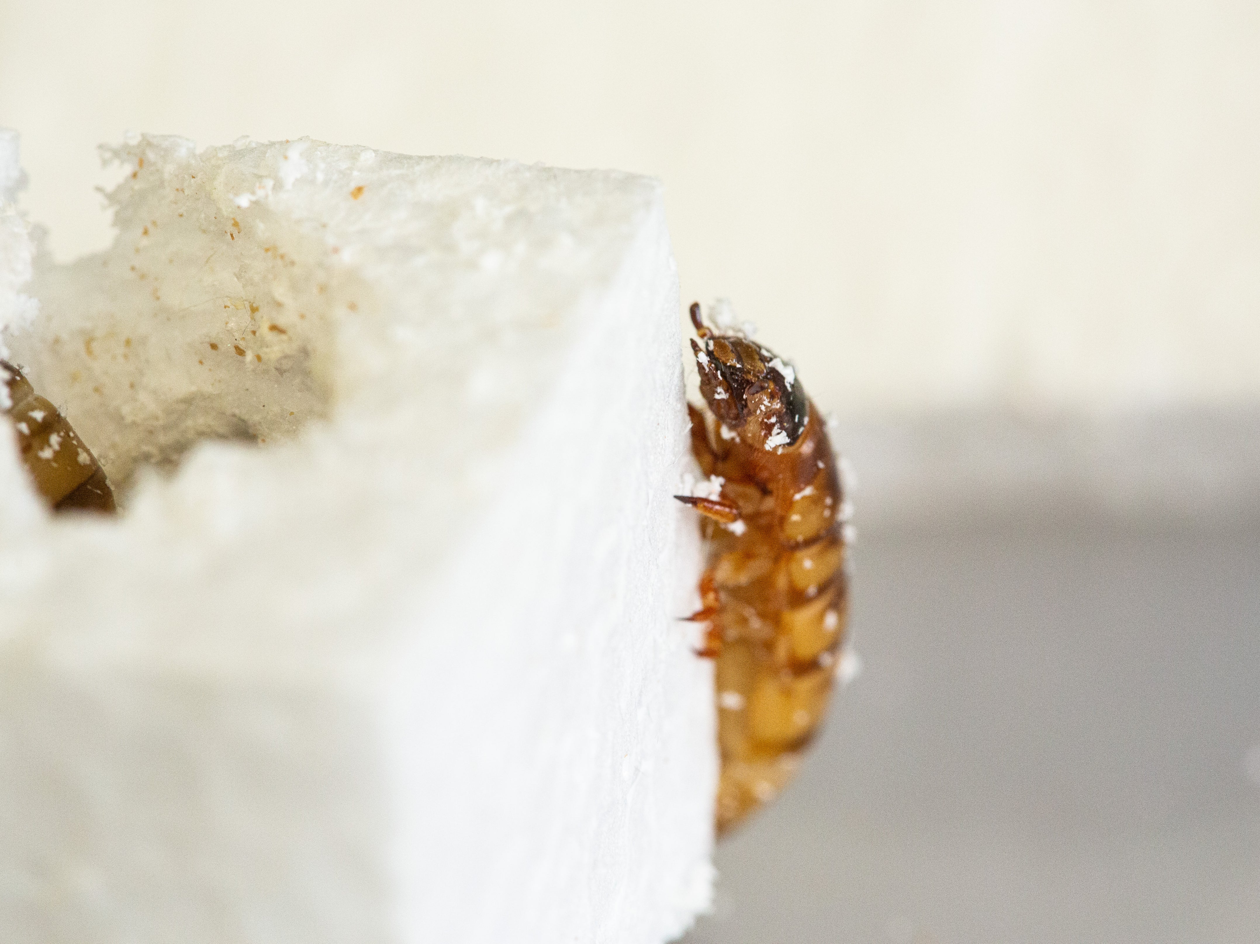 Superworms gobbling their way through a cube of polystyrene