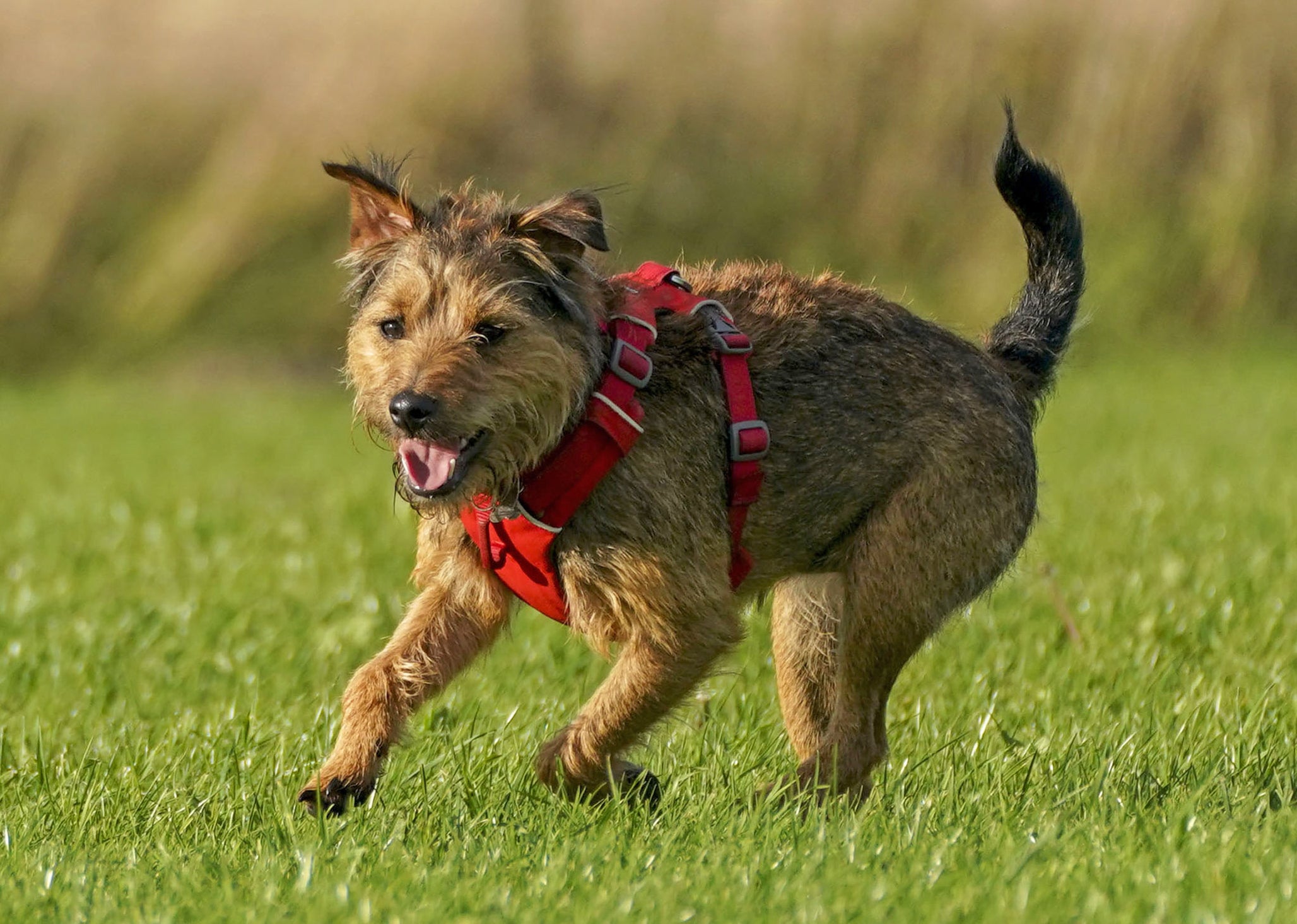 Researchers find clues as to what makes dogs man’s best friend (Steve Parsons/PA)