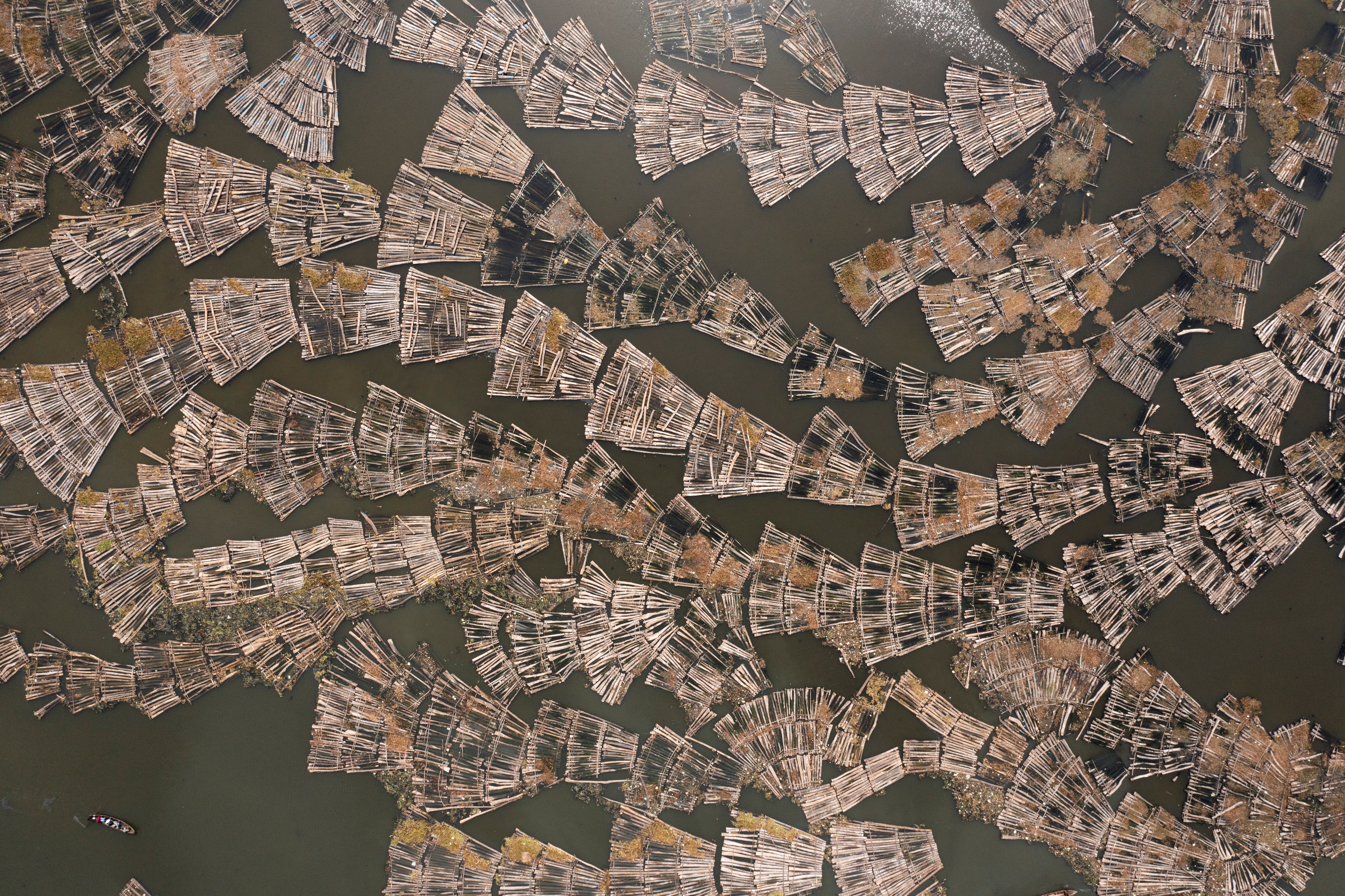 Rafts made of logs transported from Ondo state and other parts of the country are gathered in the Lagos lagoon