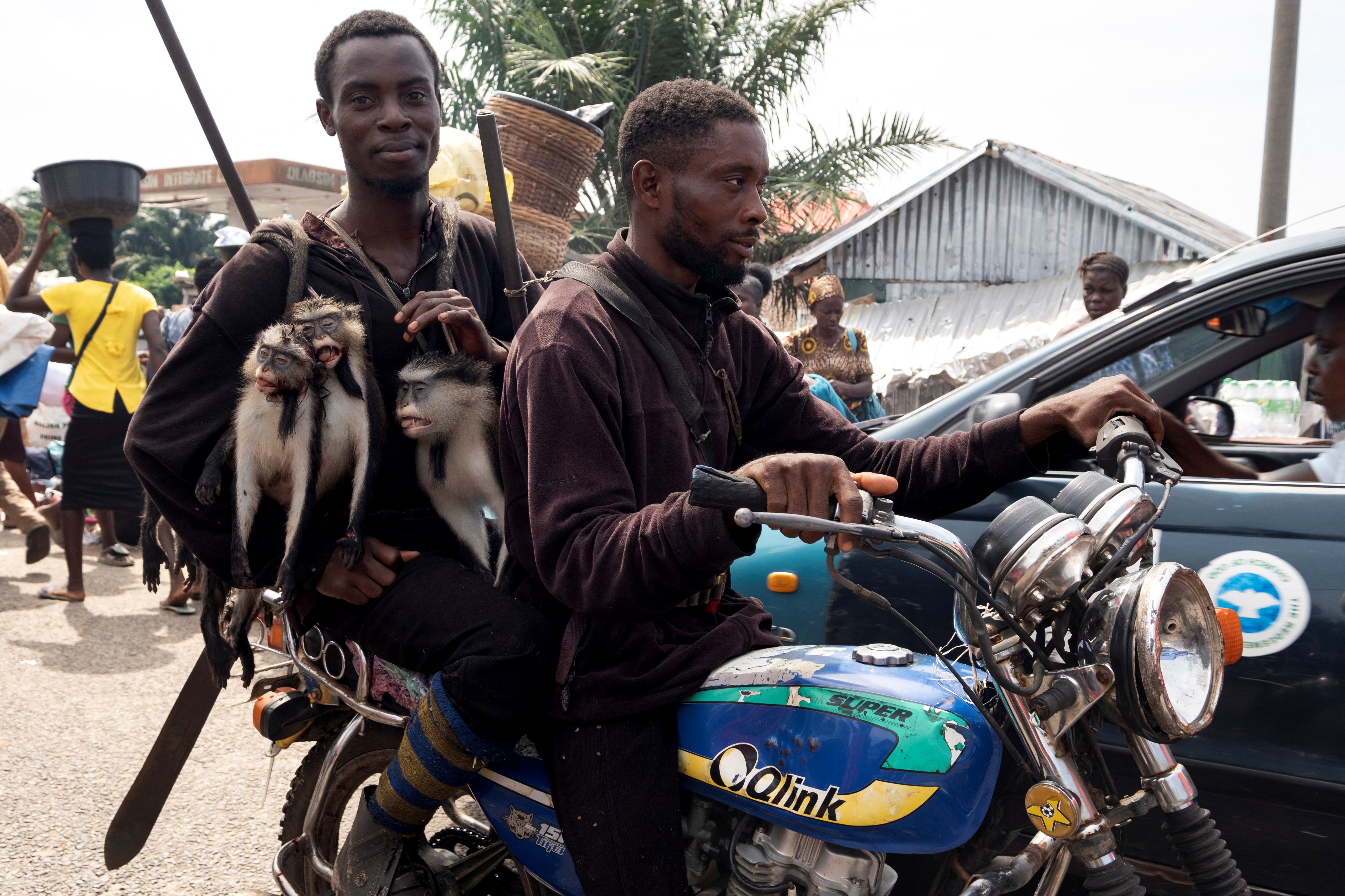 Hunters carry monkeys they have just killed in the forest