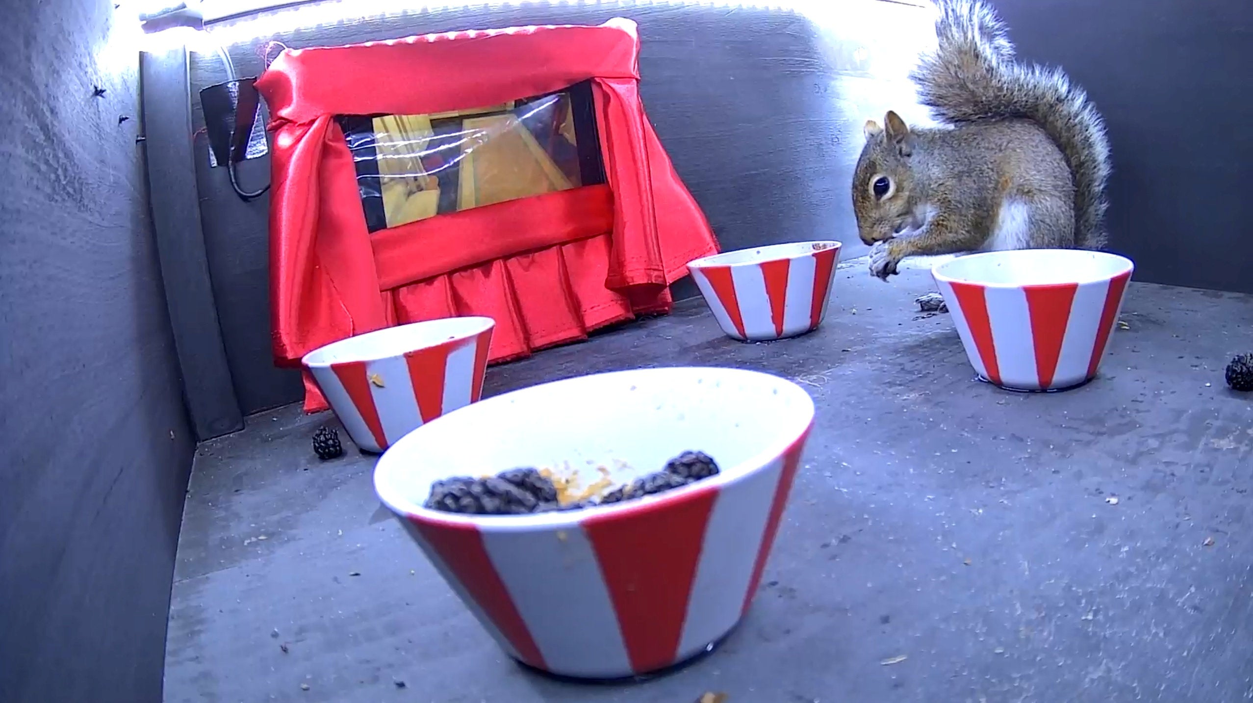 Jason Lenzi used an old tablet playing its own squirrel movie as the screen