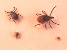 What is Powassan virus?