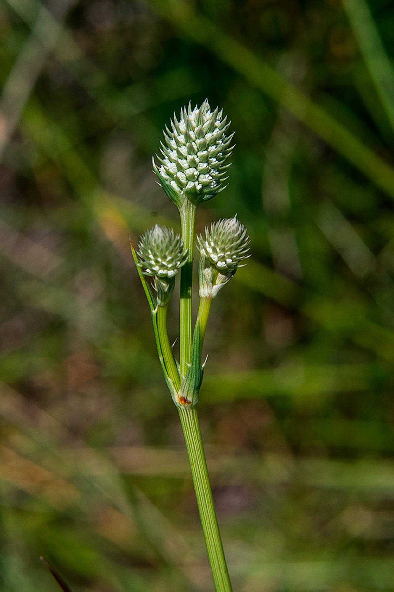 Arizona-Rare Wetland Plant