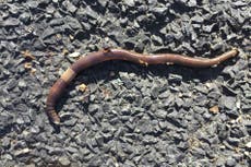 ‘Earthworms on steroids’ are spreading like wild in Connecticut 