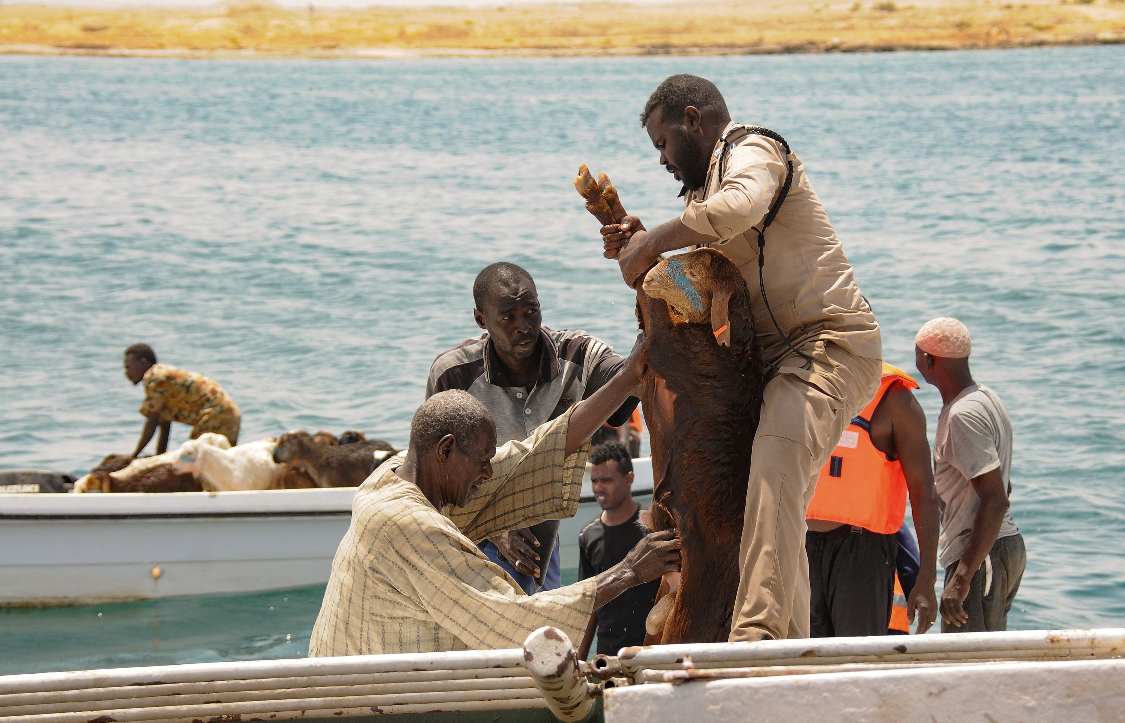 A sheep is rescued after the ship Badr 1 crammed with thousands of animals sank in Sudan's Red Sea port of Suakin