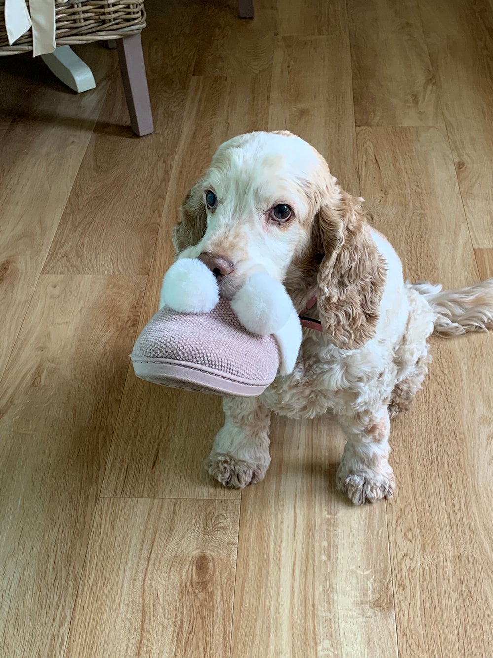 Mollie with one of her ‘gifts’ (PA Real life/Collect)