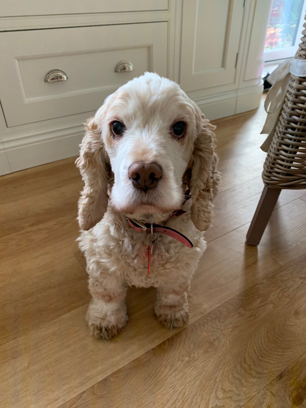 Mollie the dog (PA Real life/Collect)