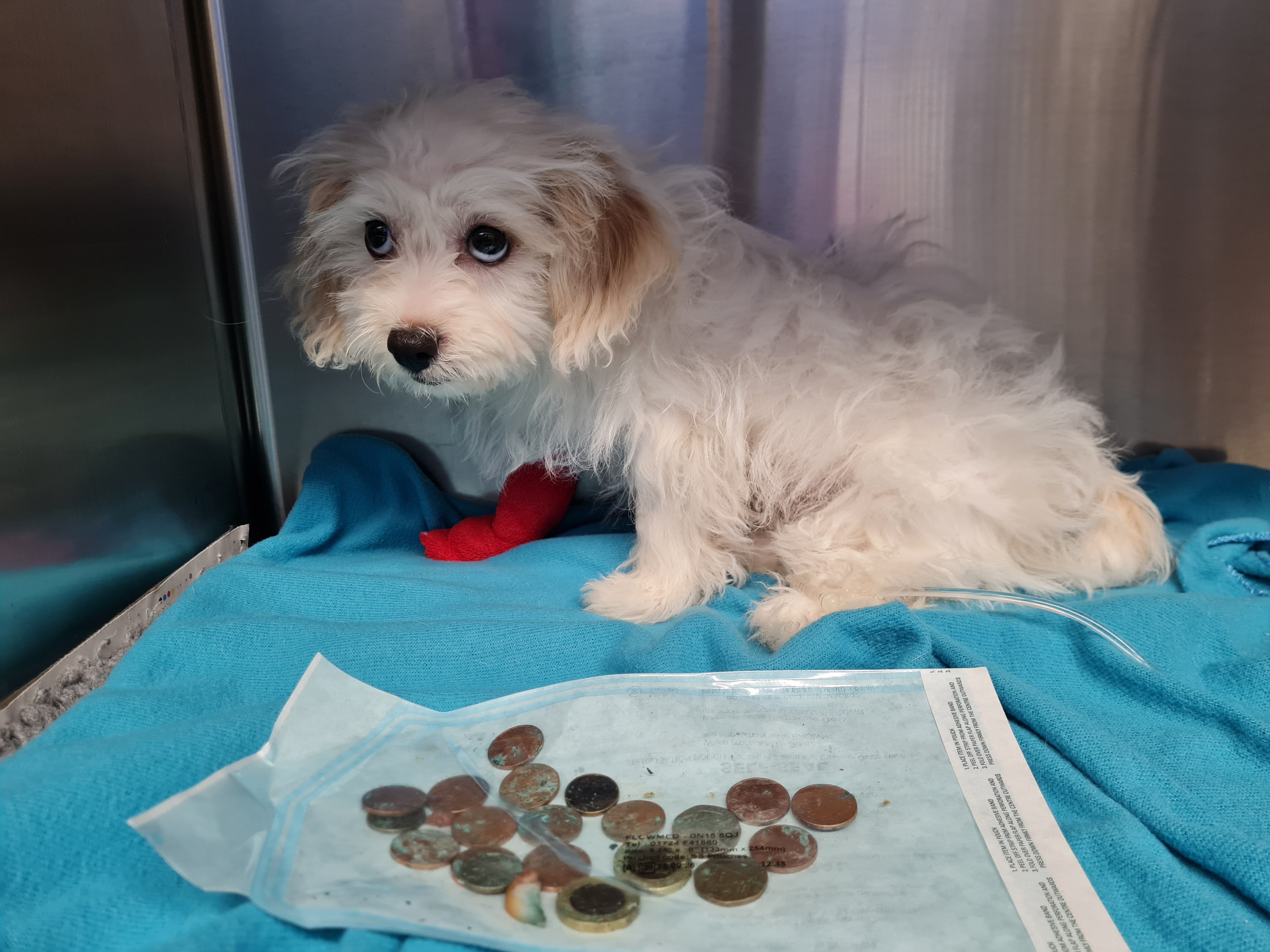 Daisy, a Bichon Frise cross, had swallowed a total of £2.68 (PDSA/PA)