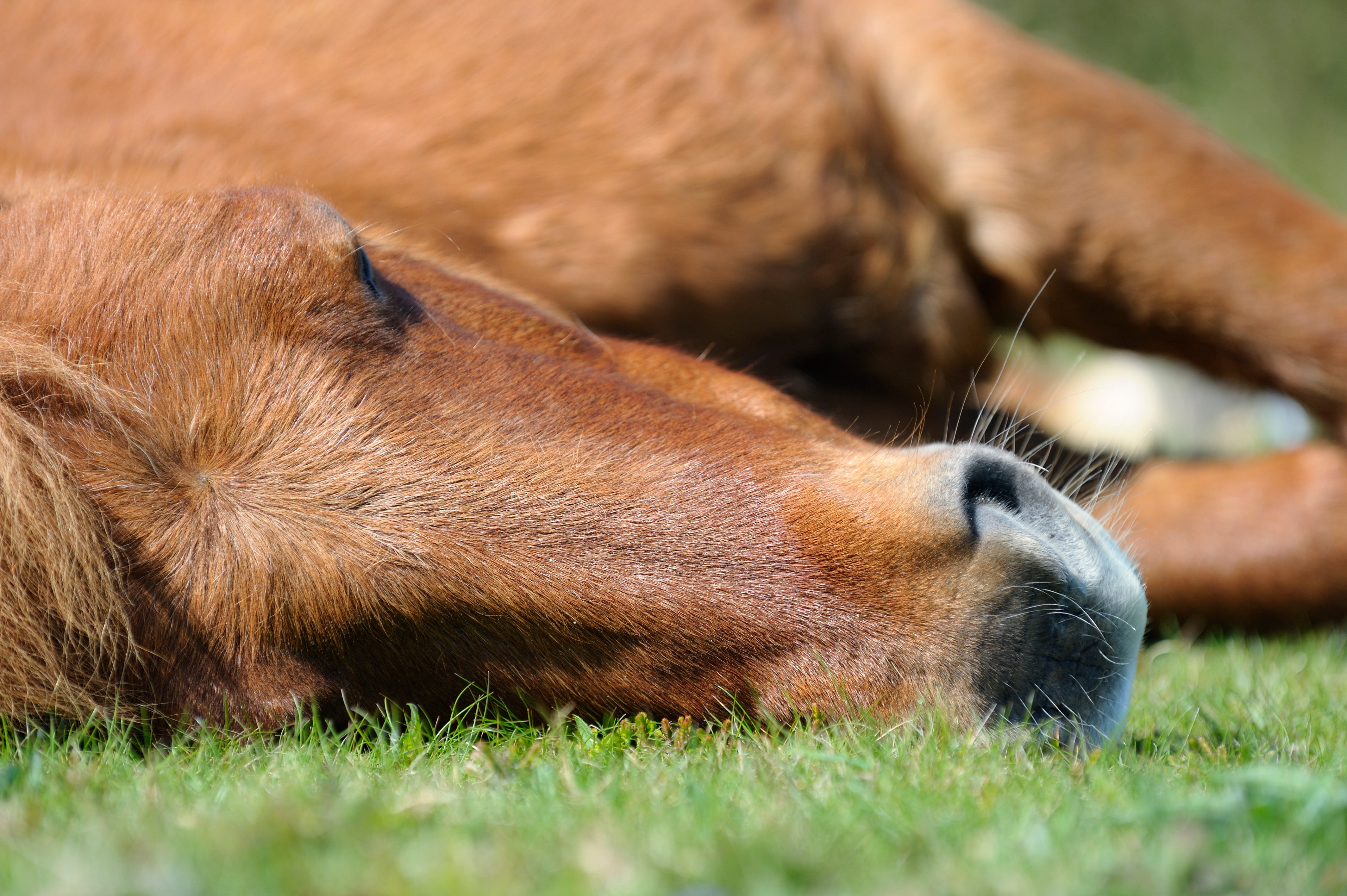 The horse was heralded as ‘a thought leader’