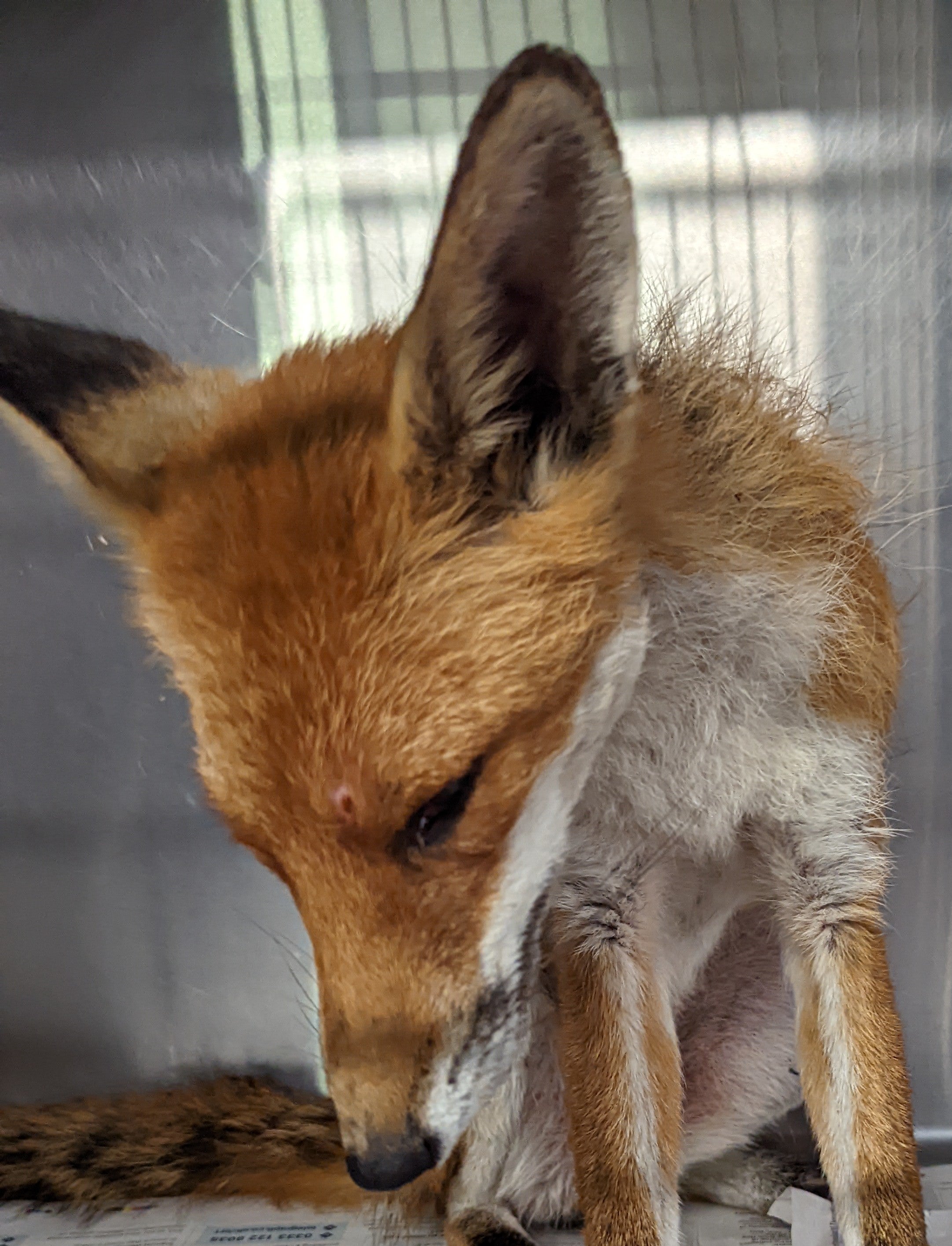 A fox found in the grounds of a Kent primary school had been shot twice in the face and abdomen (PA)