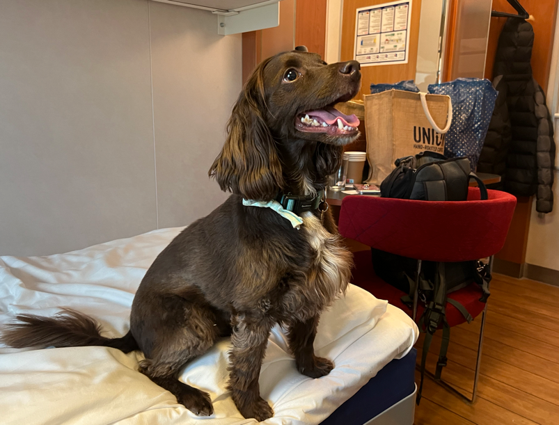 Waiting to disem-bark: Pip, The Dog In Seat Sixty-One on a North Sea ferry