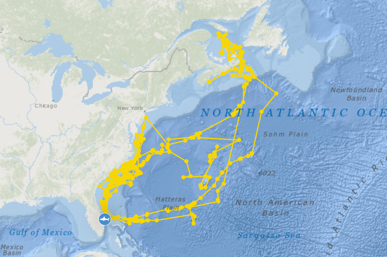 Great white shark spends years ‘drawing a self-portrait’ with tracking tag 