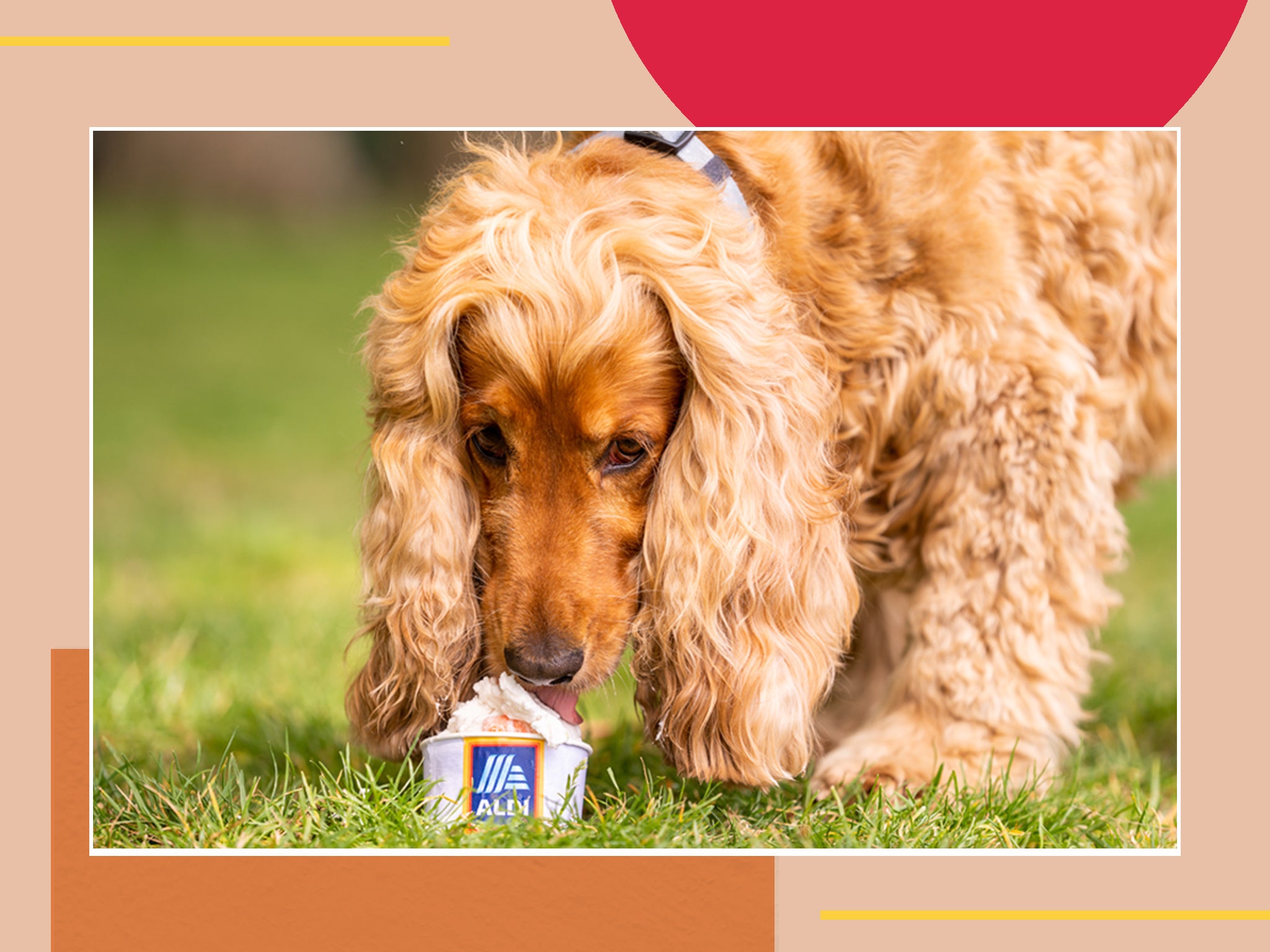 The cold treat for pooches comes in two plant-based nutritious flavours