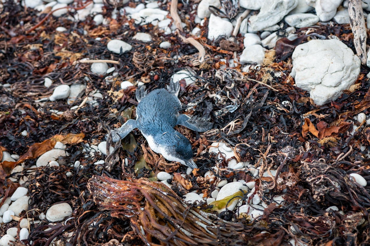 The world’s smallest penguin species – the kororā – is at risk of extinction