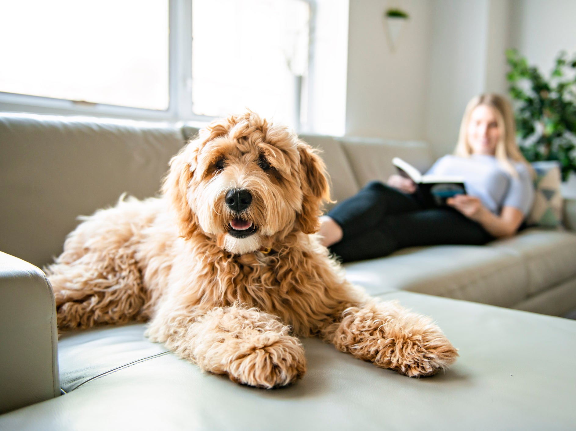 Former pet industry worker warns against adopting these five ‘worst’ dog breeds