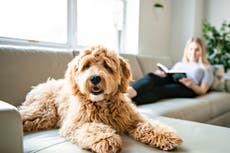 Former pet industry worker warns against adopting these five ‘worst’ dog breeds