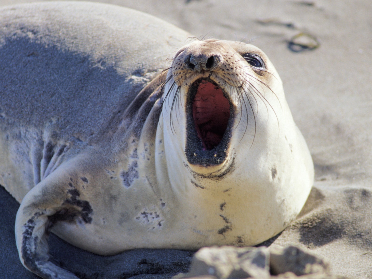 The team studied deep-diving female northern elephant seals, by strapping cameras to their heads