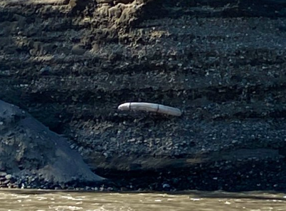 The University of Alaska at Fairbanks identified the fossil