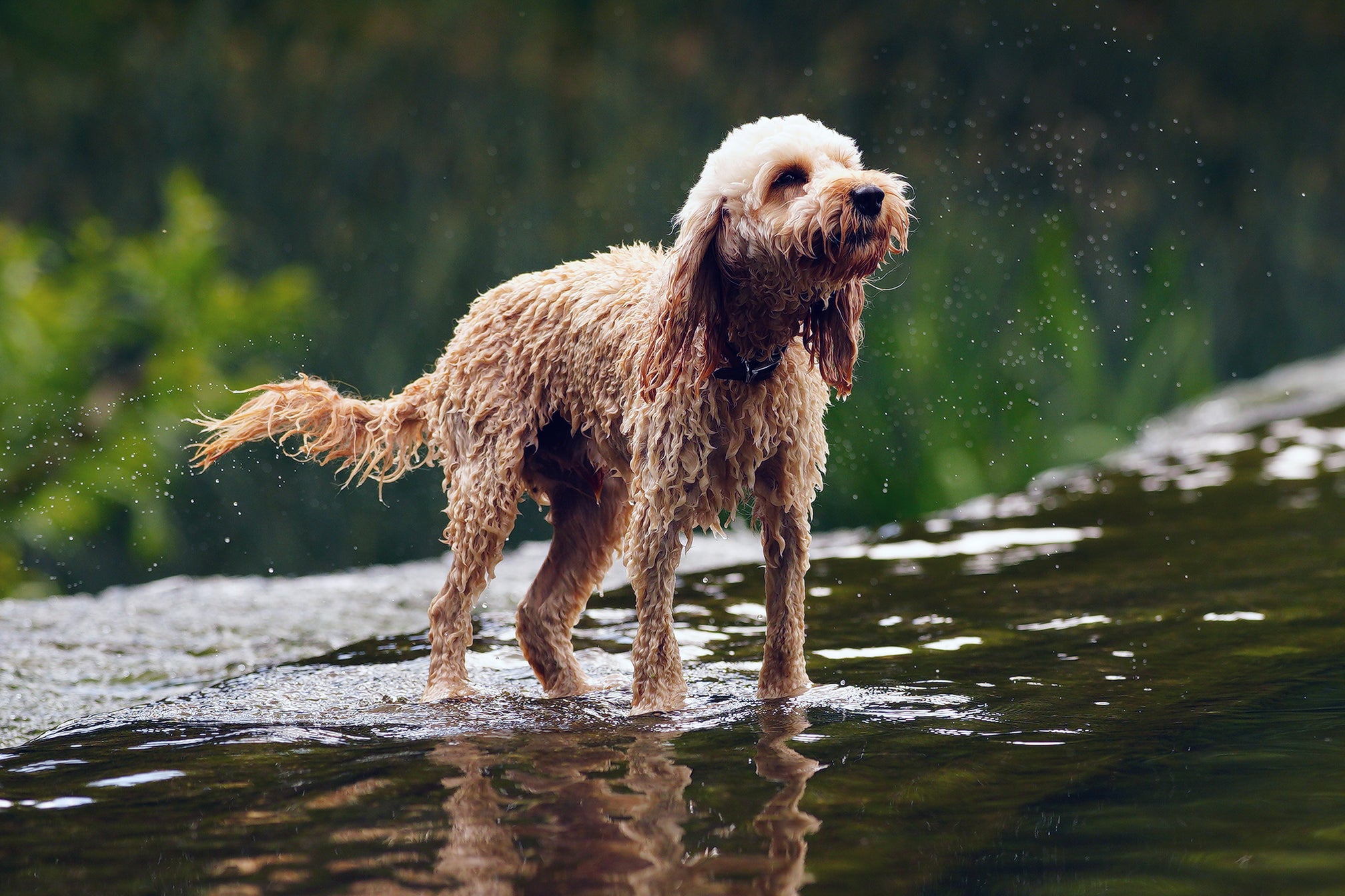 A dog at Warleigh Weir on the Kennet and Avon canal near Bath (Ben Birchall/PA)