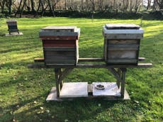 Thieves steal 400,000 bees