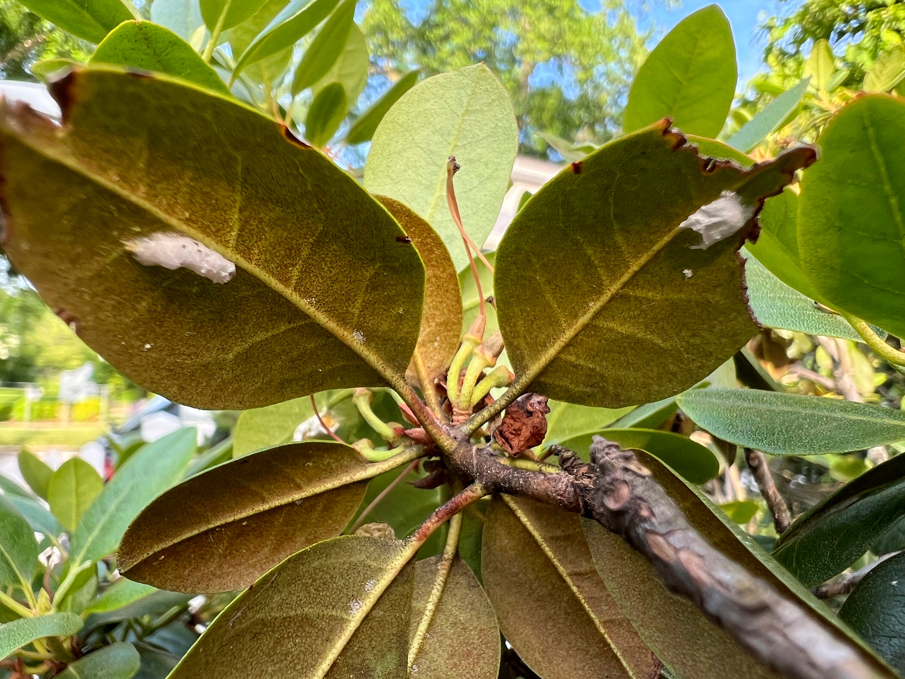 ‘No bloom is worth the loss of our native woodlands’