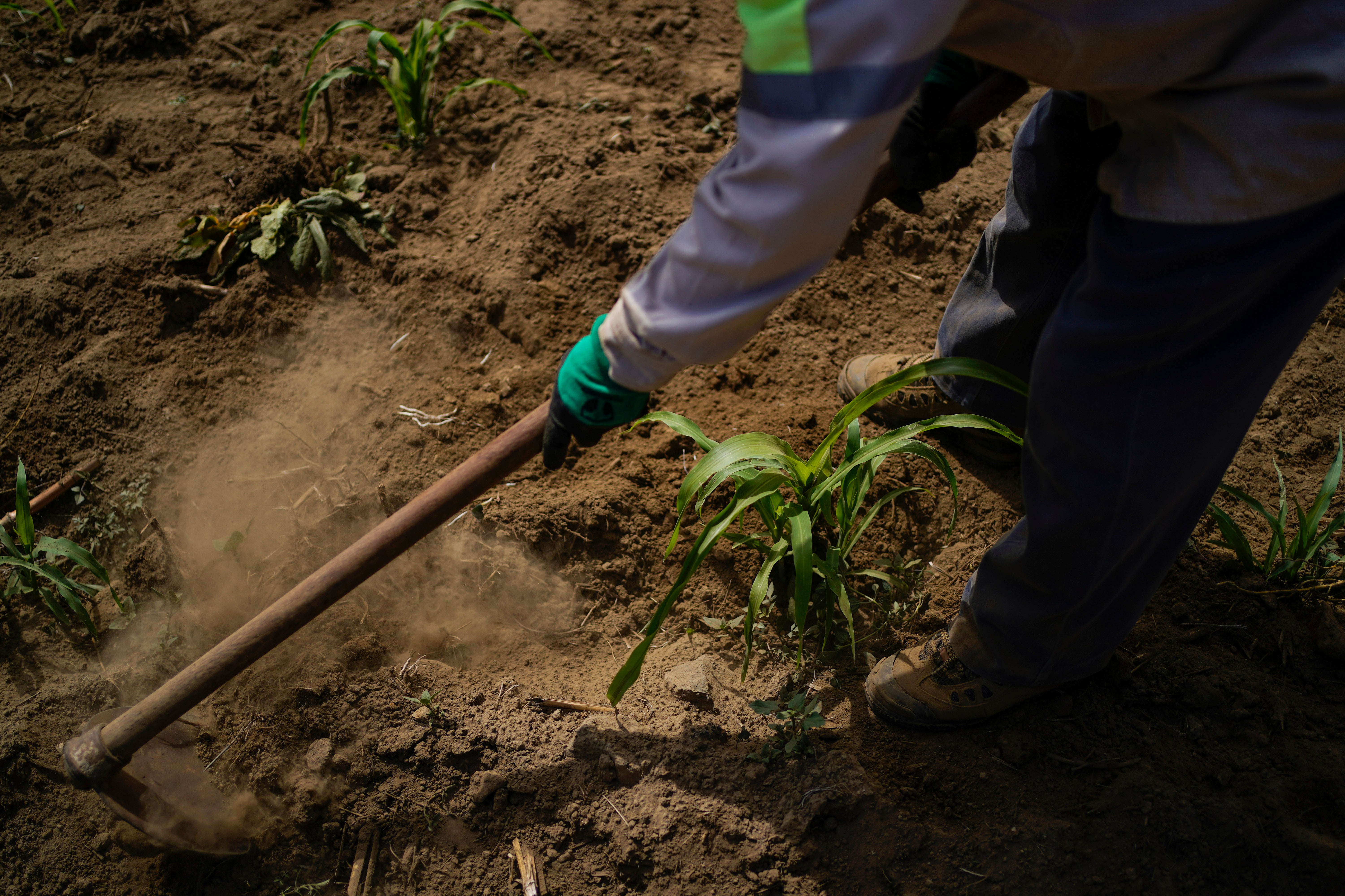 Mexico Food Production