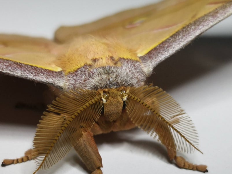 The Chinese oak silkmoth. Moths’ scaled wings offer acoustic protection from bats’ echolocation calls